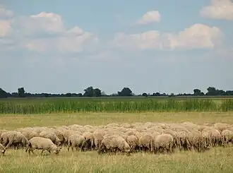 Nationaal park Hortobágy