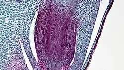 Worteltje van mais met wortelmutsje en coleorhiza