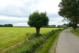 Knotwilg aan de Driekoningenweg