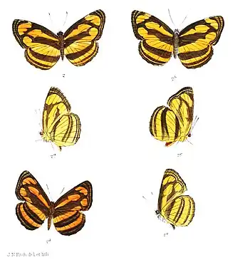 Pantoporia dindinga