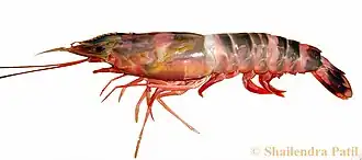 Mierspenaeopsis sculptilis