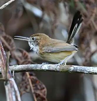 Vieillots muggensluiper