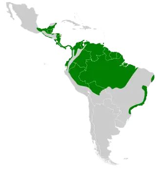 Vieillots muggensluiper