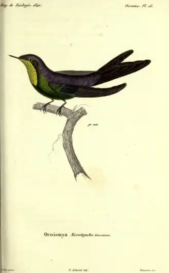 Purperrugdoornsnavel