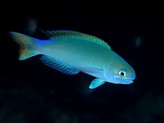 Hoplolatilus randalli