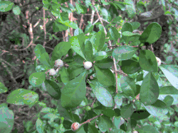 Bladeren en besvruchten