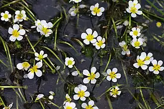 Kleine waterranonkel