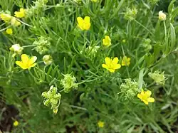 Een akkerboterbloem (Ranunculus arvensis) bij een akkerrand