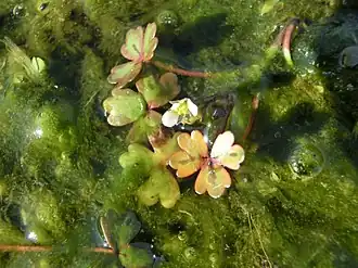 Driedelige waterranonkel