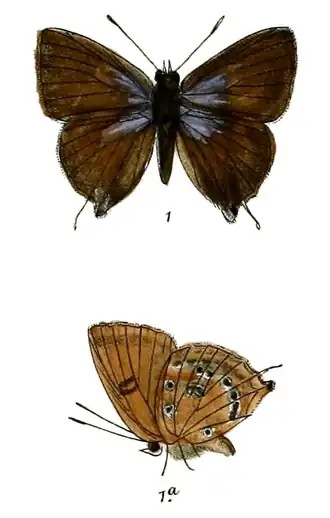 Deudorix subguttata