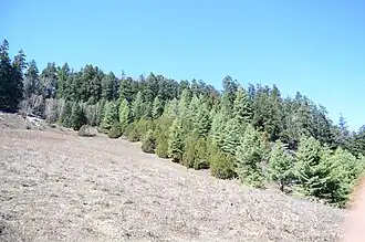 Vegetatie in Rara Nationaal Park