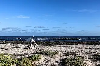 Kogelvisbotten bij Ras Erissel