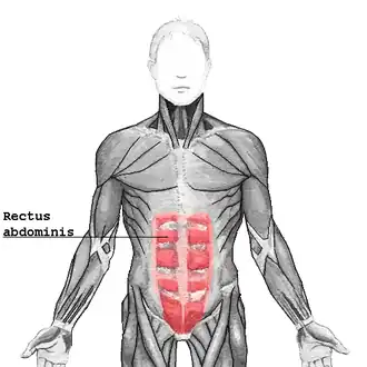 Musculus rectus abdominis in rood