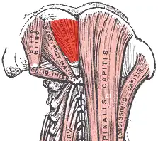 musculus rectus capitis posterior minor links bovenaan in rood.