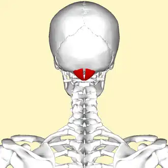 Menselijke schedel van achteren bezien. Musculus rectus capitis posterior minor in rood.
