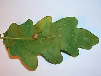 Rode erwtengal (Cynips divisa)