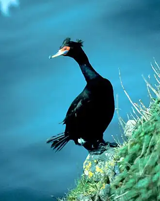 Roodmaskeraalscholver