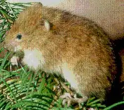 Arborimus longicaudus