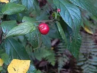 Aristotelia australasica