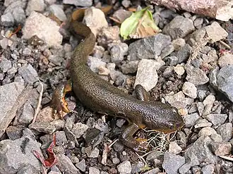 Californische salamander