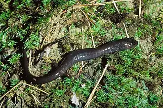 Hazelwormsalamander