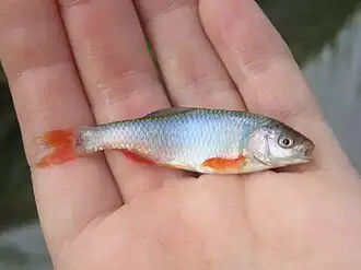 Cyprinella lutrensis