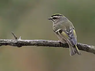 Amerikaanse goudhaan