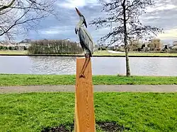 Reiger, leeuwarden