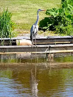 Reiger aan de Cornelisgracht nabij Giethoorn
