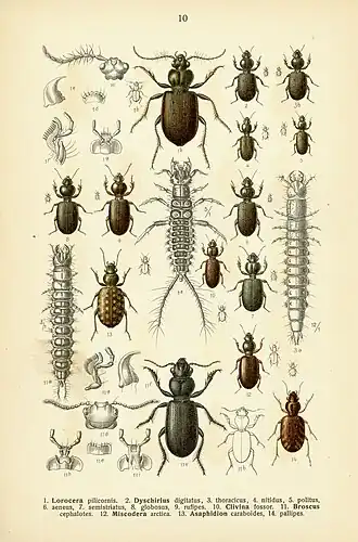 Dyschirius digitatus