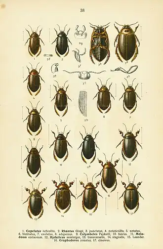 Hydaticus continentalis