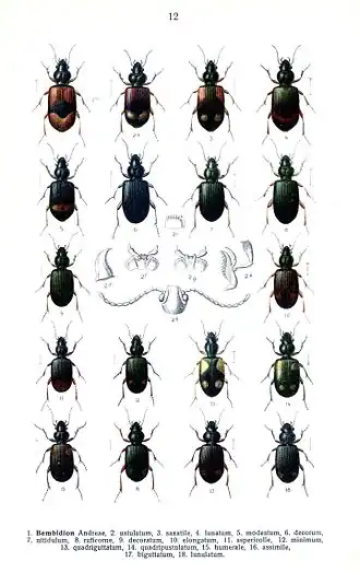 Bembidion saxatile
