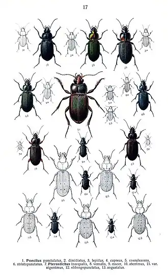 Tweekleurige kielspriet