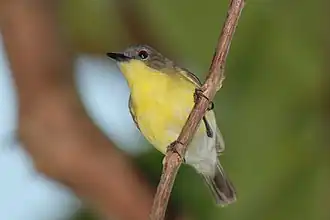 Goudbuikmangrovezanger
