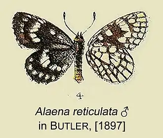Alaena reticulata
