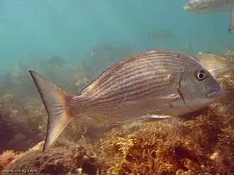 Acanthopagrus australis