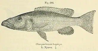 Rhamphochromis longiceps