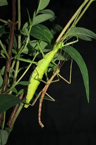 Rhaphiderus spiniger