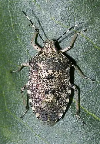 Rhaphigaster nebulosa (Grauwe schildwants, grauwe veldwants)