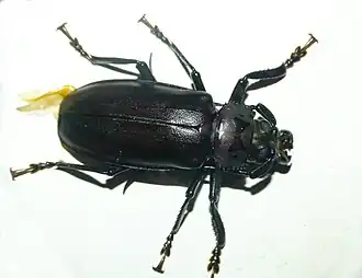 Rhaphipodus subopacus