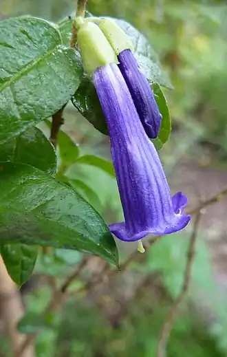 Rhaphithamnus venustus