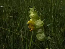 Ratelaarsoorten (Rhinanthus sp.) zijn halfparasieten op grassen