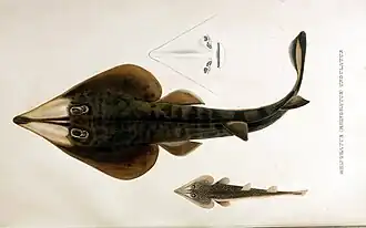 Pseudobatos percellens