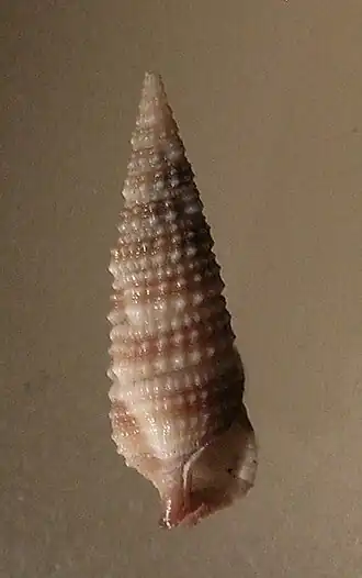Rhinoclavis sordidula
