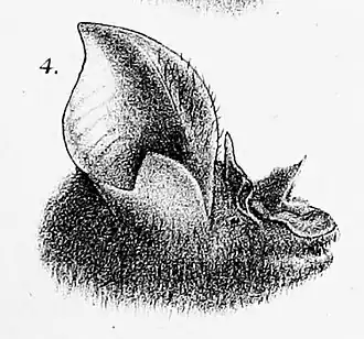Rhinolophus philippinensis