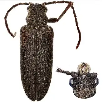 Rhinorhipidae