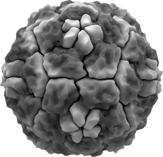 Rinovirus