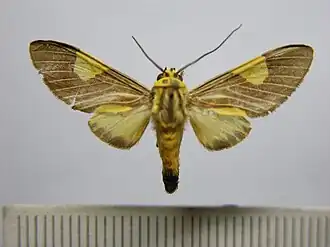 Rhipha flavoplagiata