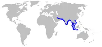 Grijze scherpsnuithaai