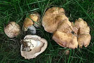 Vleeskleurige zalmplaat